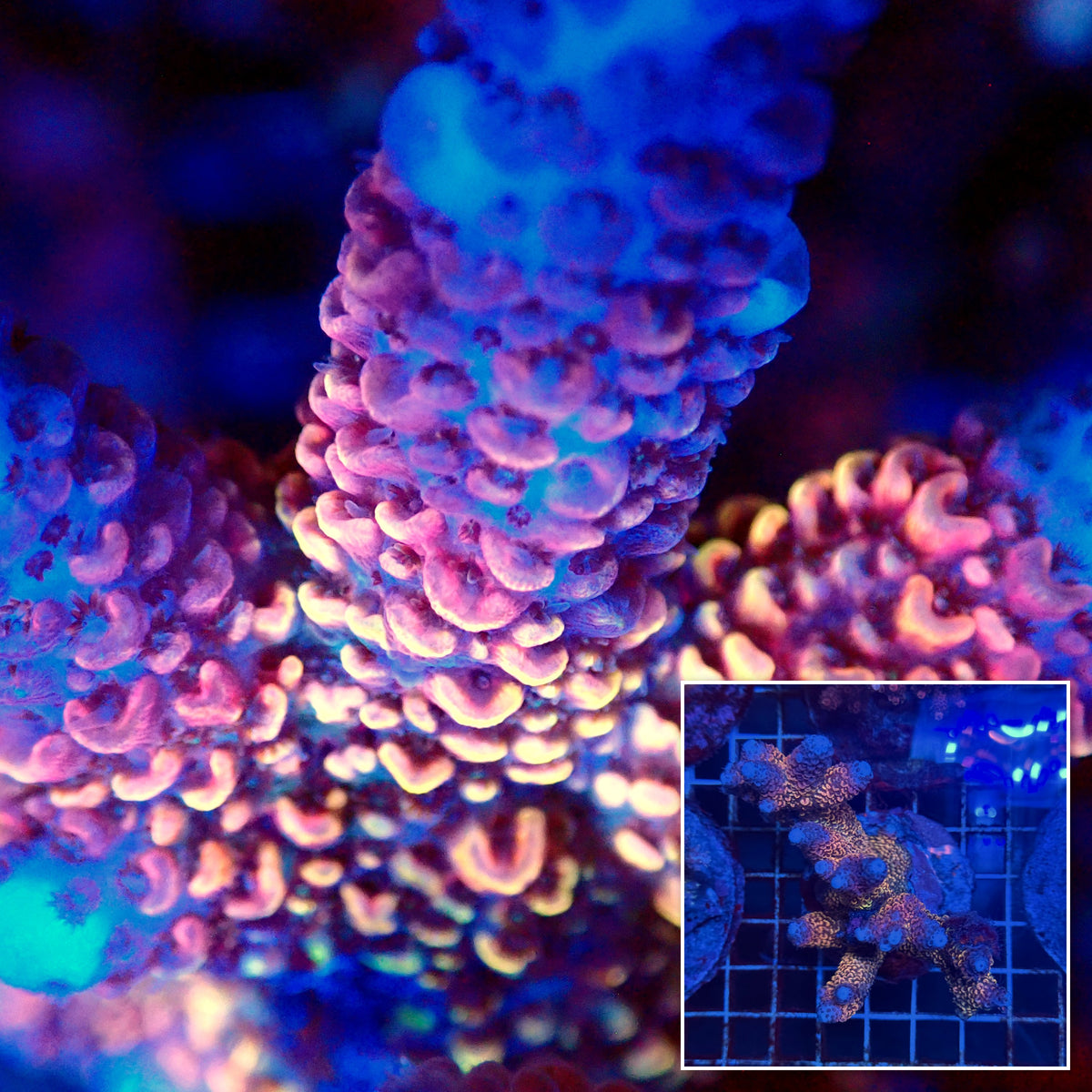Acro Colony F3