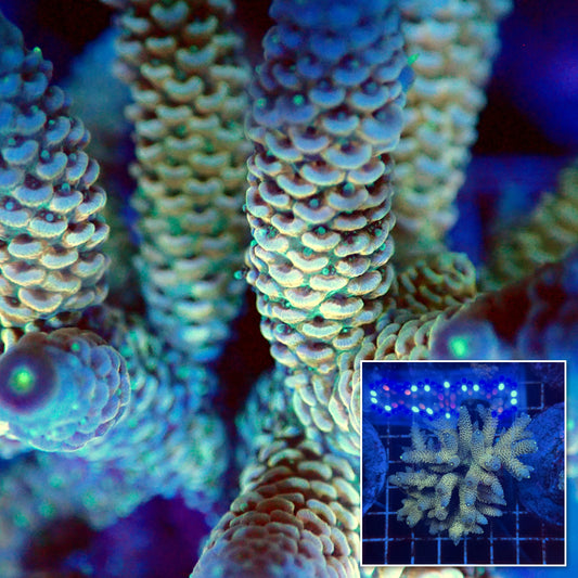 Acro Colony F5