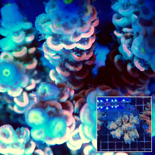 Acro Colony F6