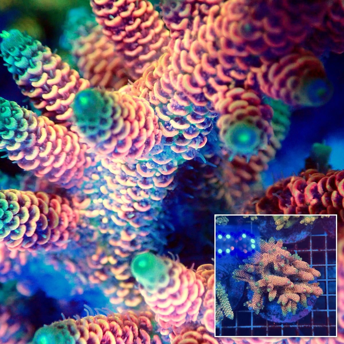 Acro Colony F7