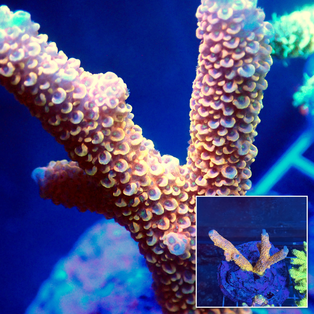 Acro Colony T3A1