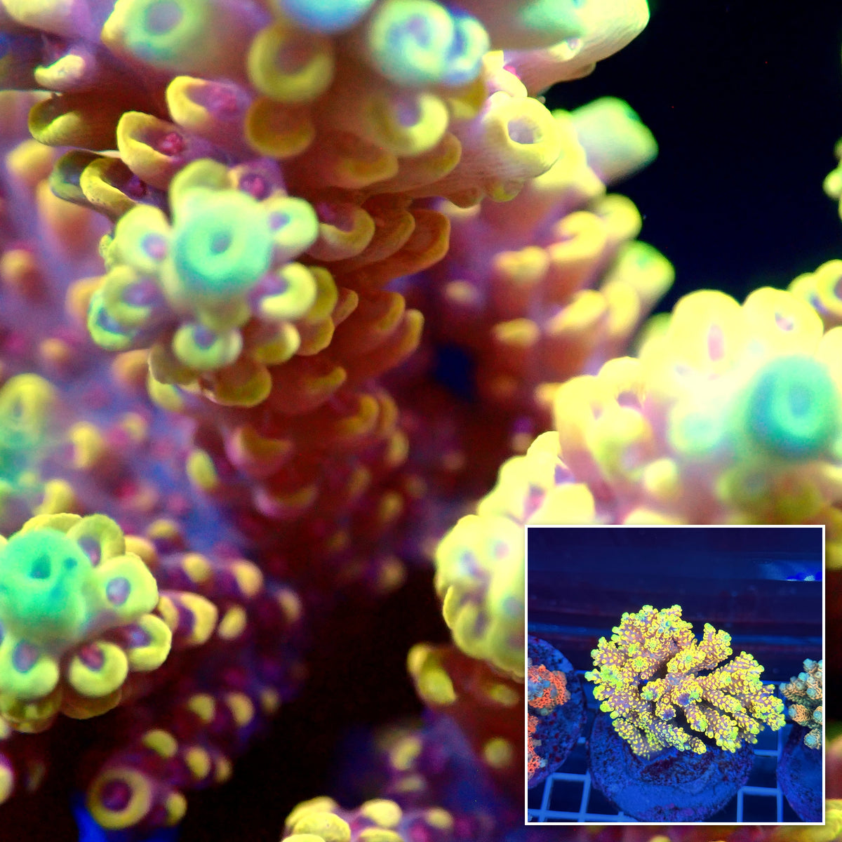 Acro Colony T3A10