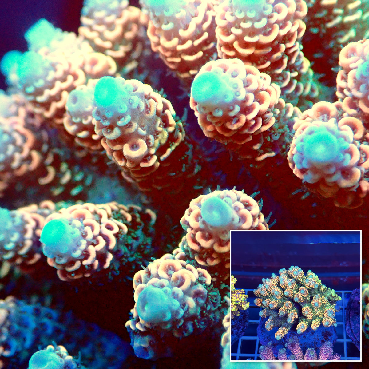 Acro Colony T3A11