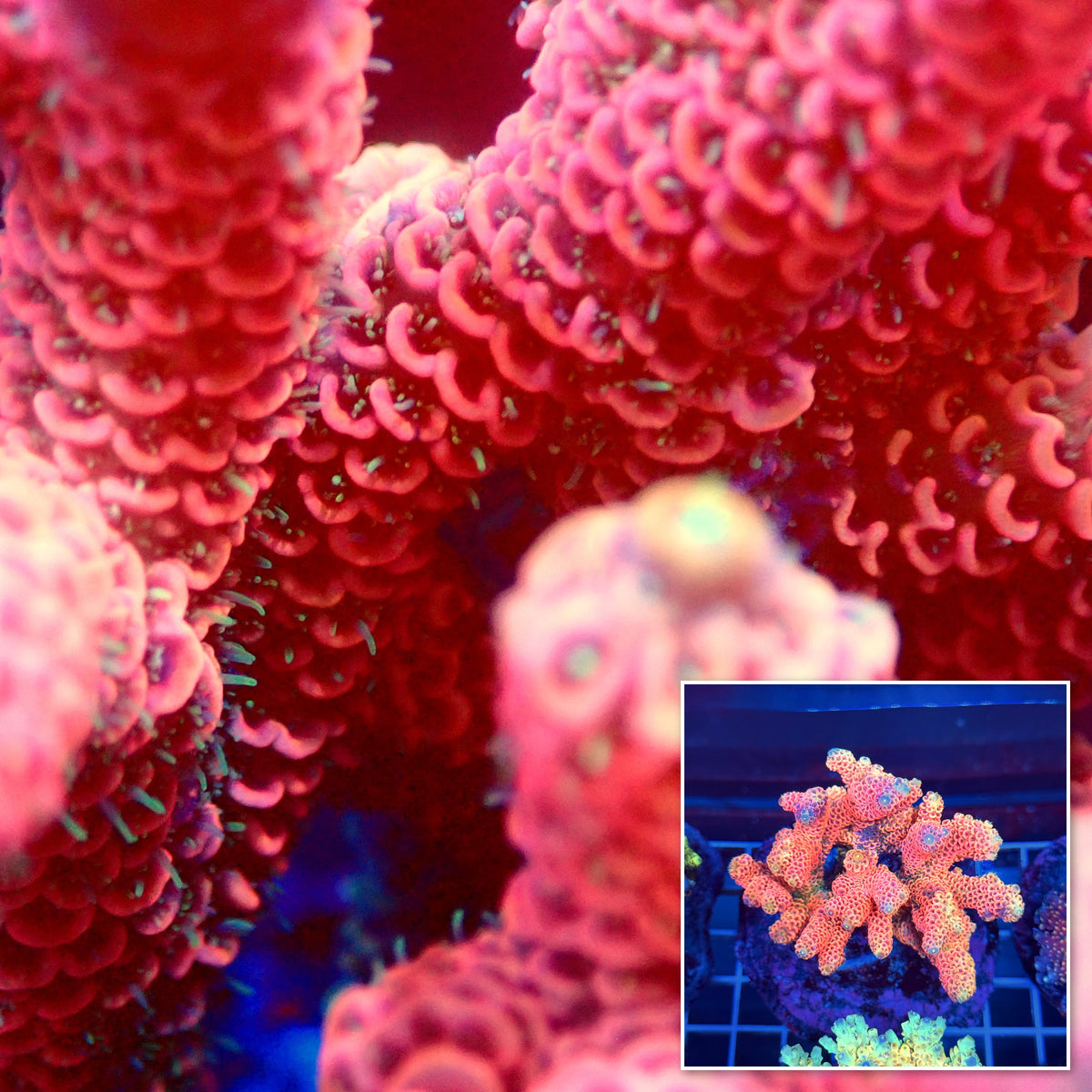 Acro Colony T3A12