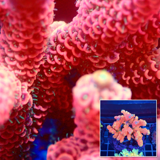 Acro Colony T3A12