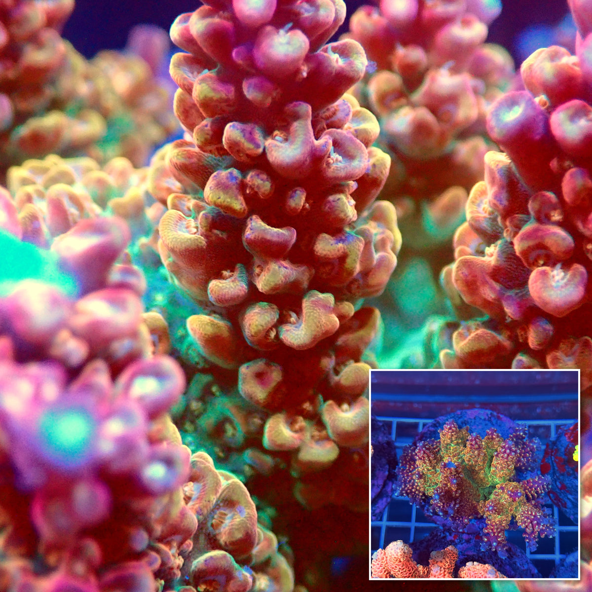 Acro Colony T3A13