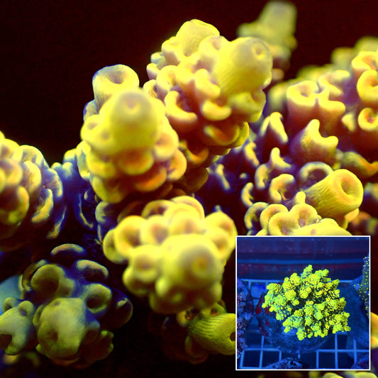 Acro Colony T3A14