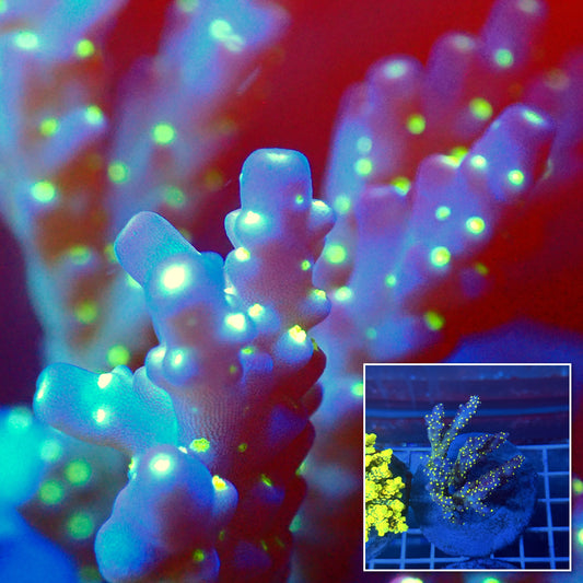 Acro Colony T3A15