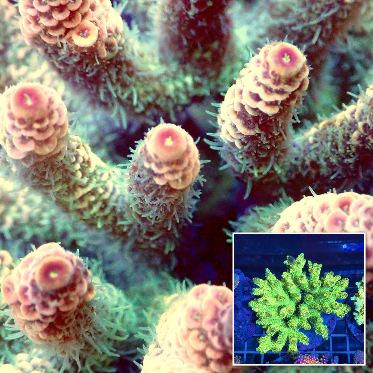 Acro Colony T3A2