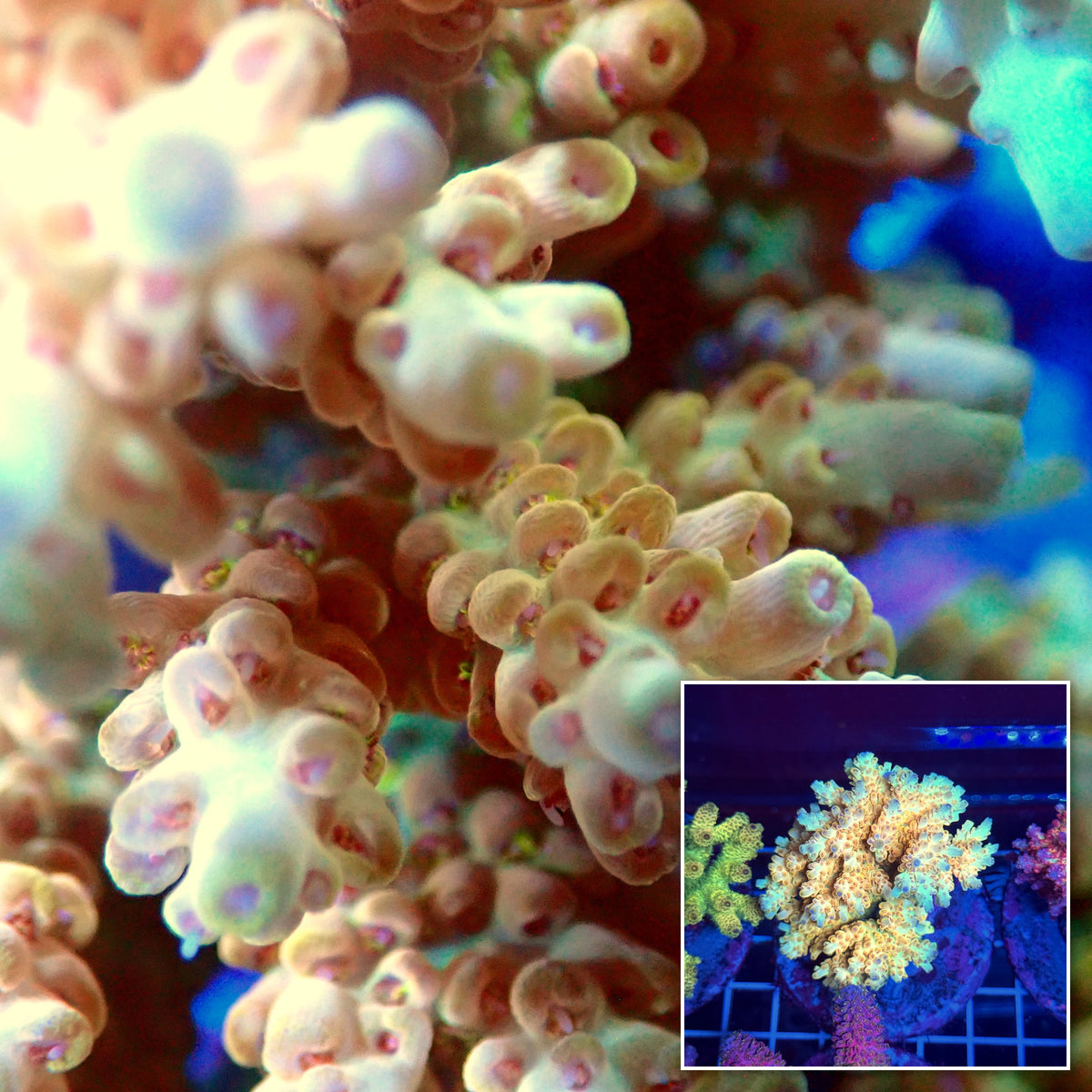Acro Colony T3A3