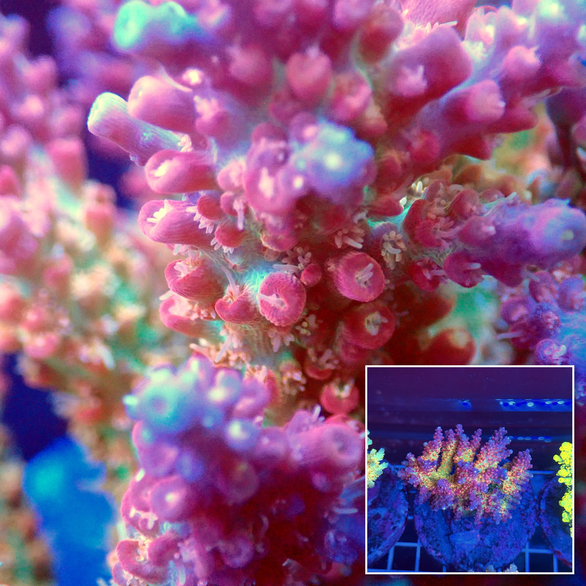 Acro Colony T3A4