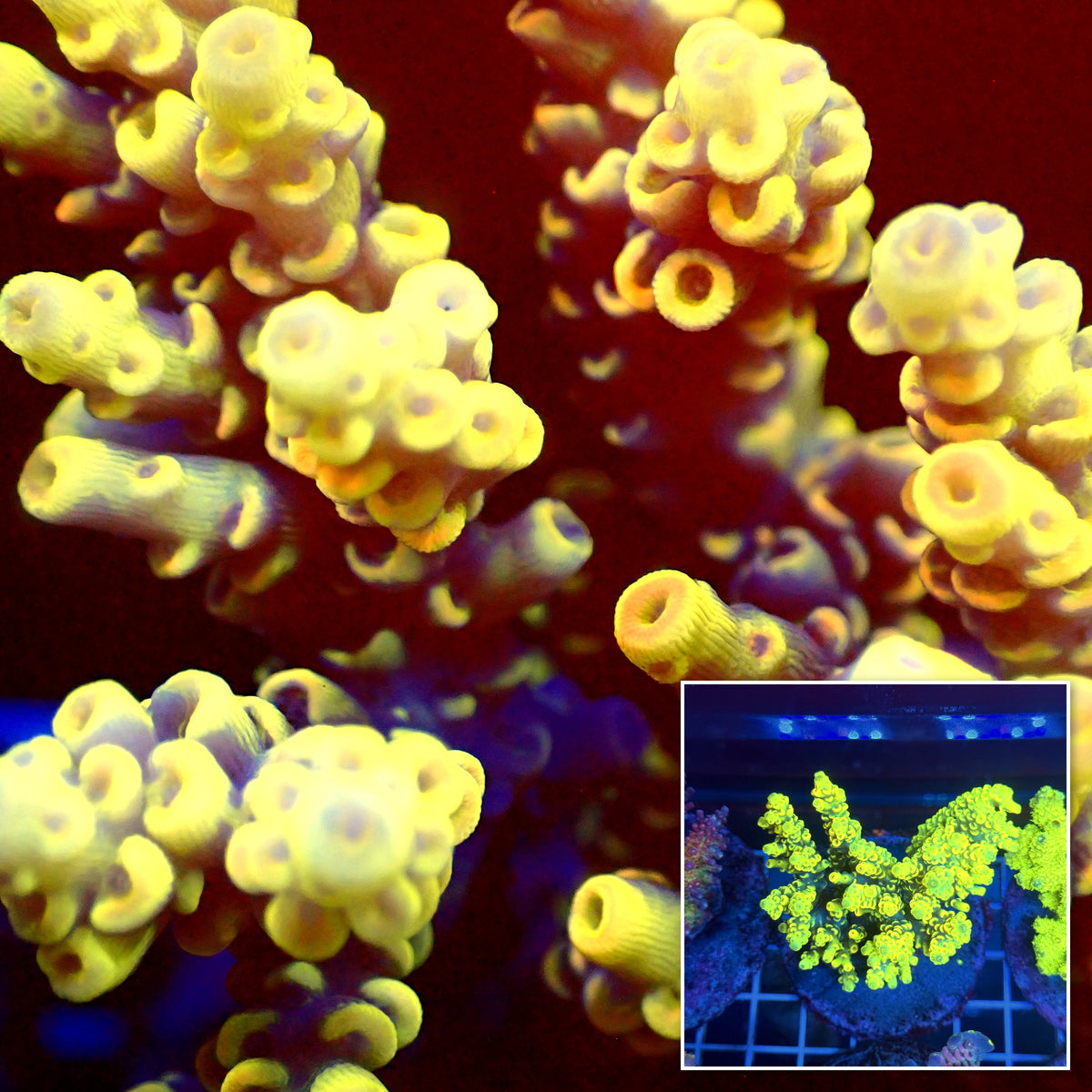 Acro Colony T3A5