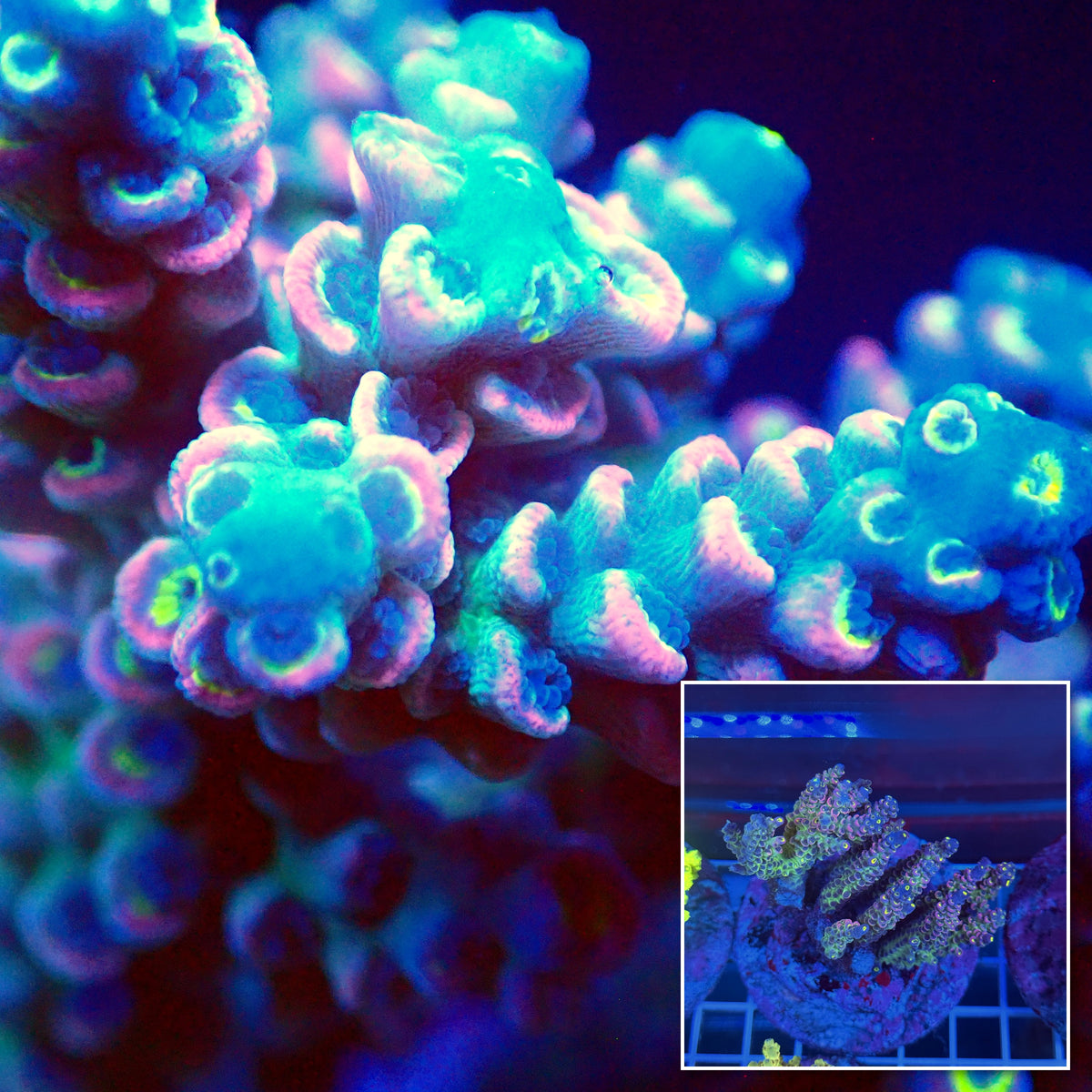 Acro Colony T3A7