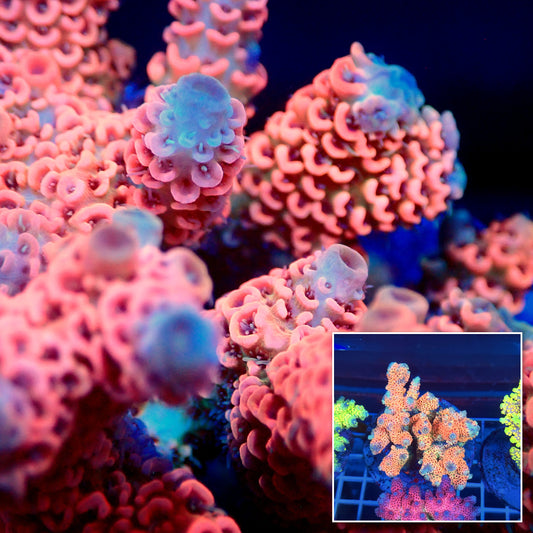 Acro Colony T3A9