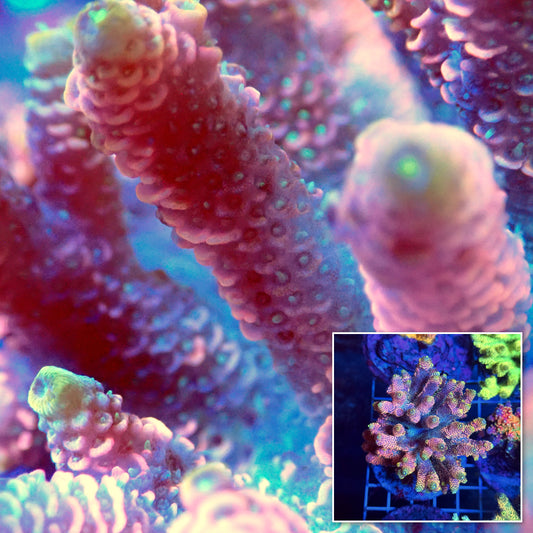 Acro Colony T3B1