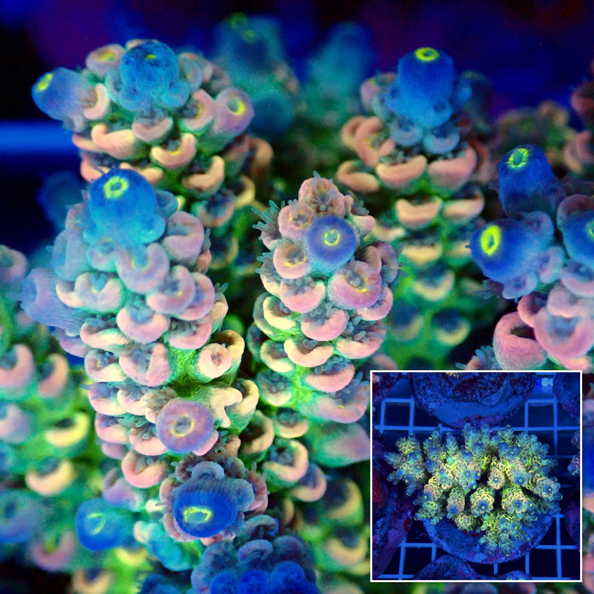 Acro Colony T3B10