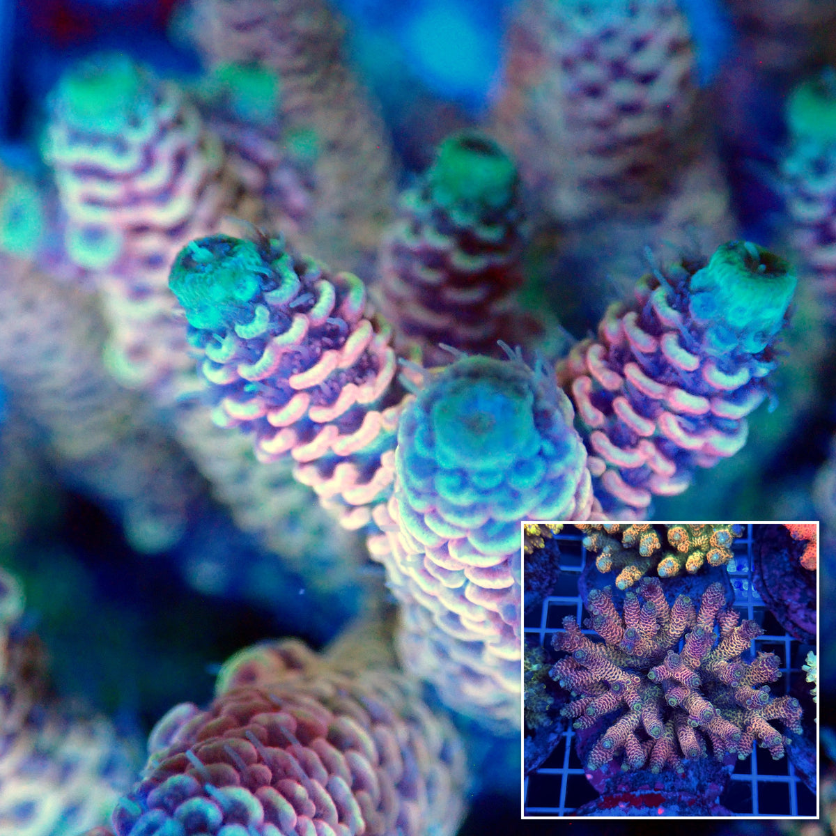 Acro Colony T3B11