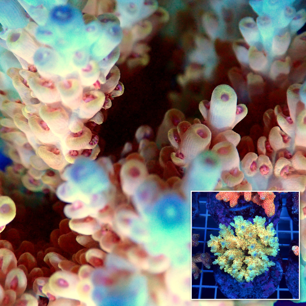 Acro Colony T3B12