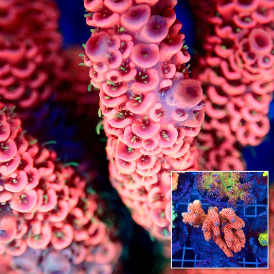 Acro Colony T3B13