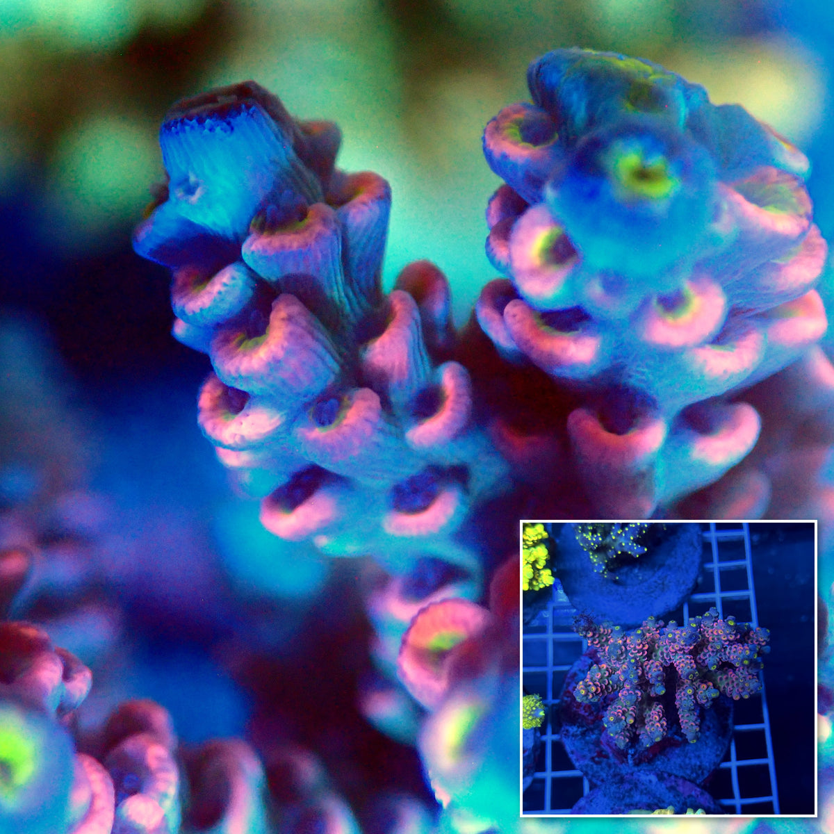 Acro Colony T3B15