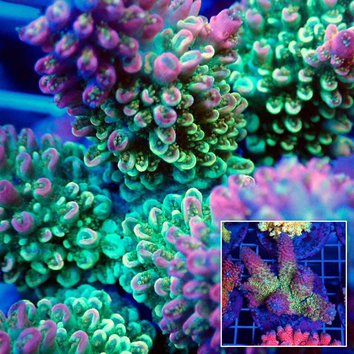 Acro Colony T3B3