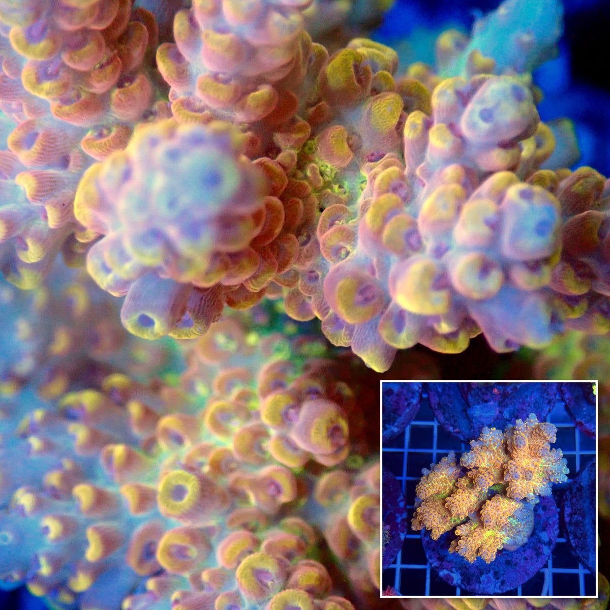 Acro Colony T3B4