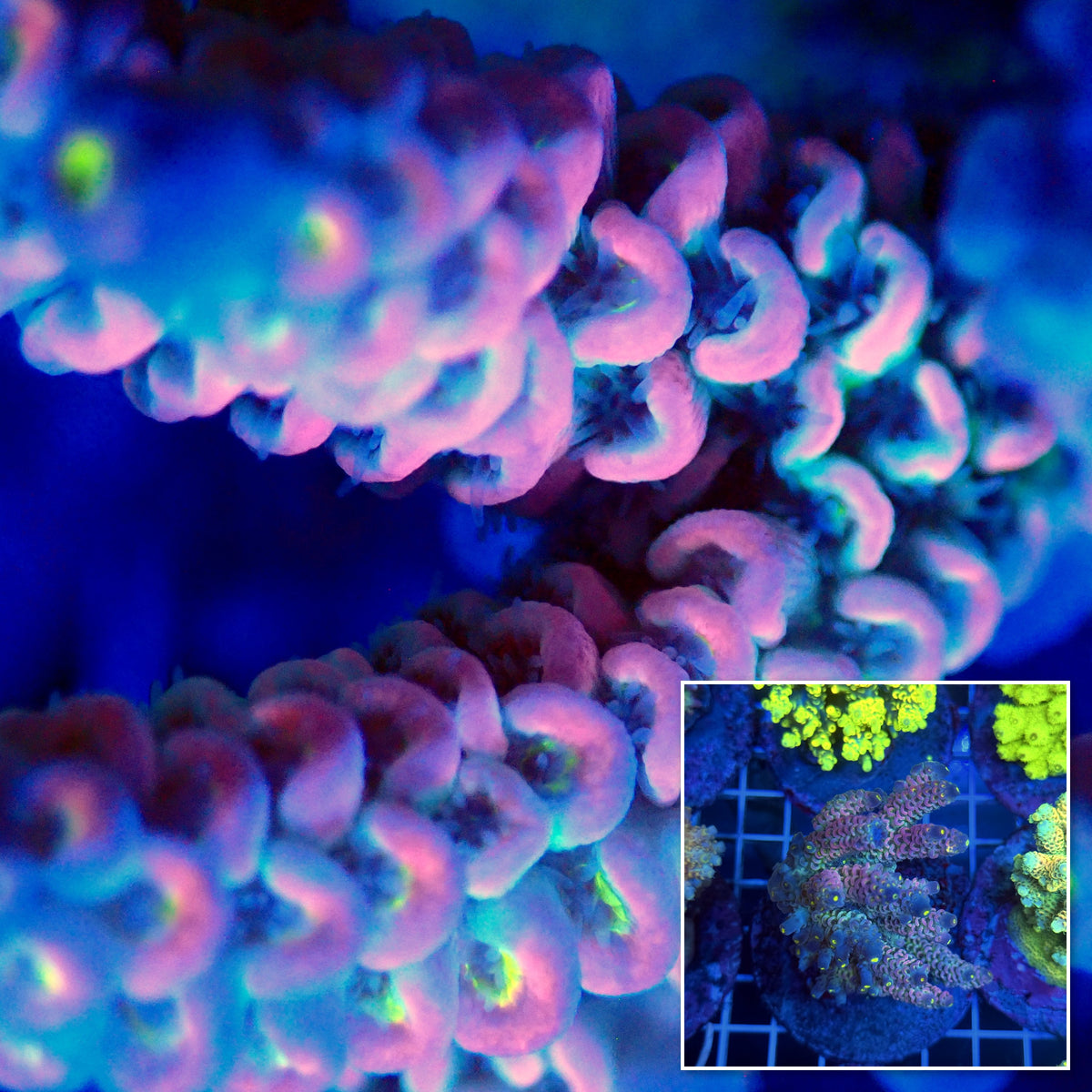 Acro Colony T3B5