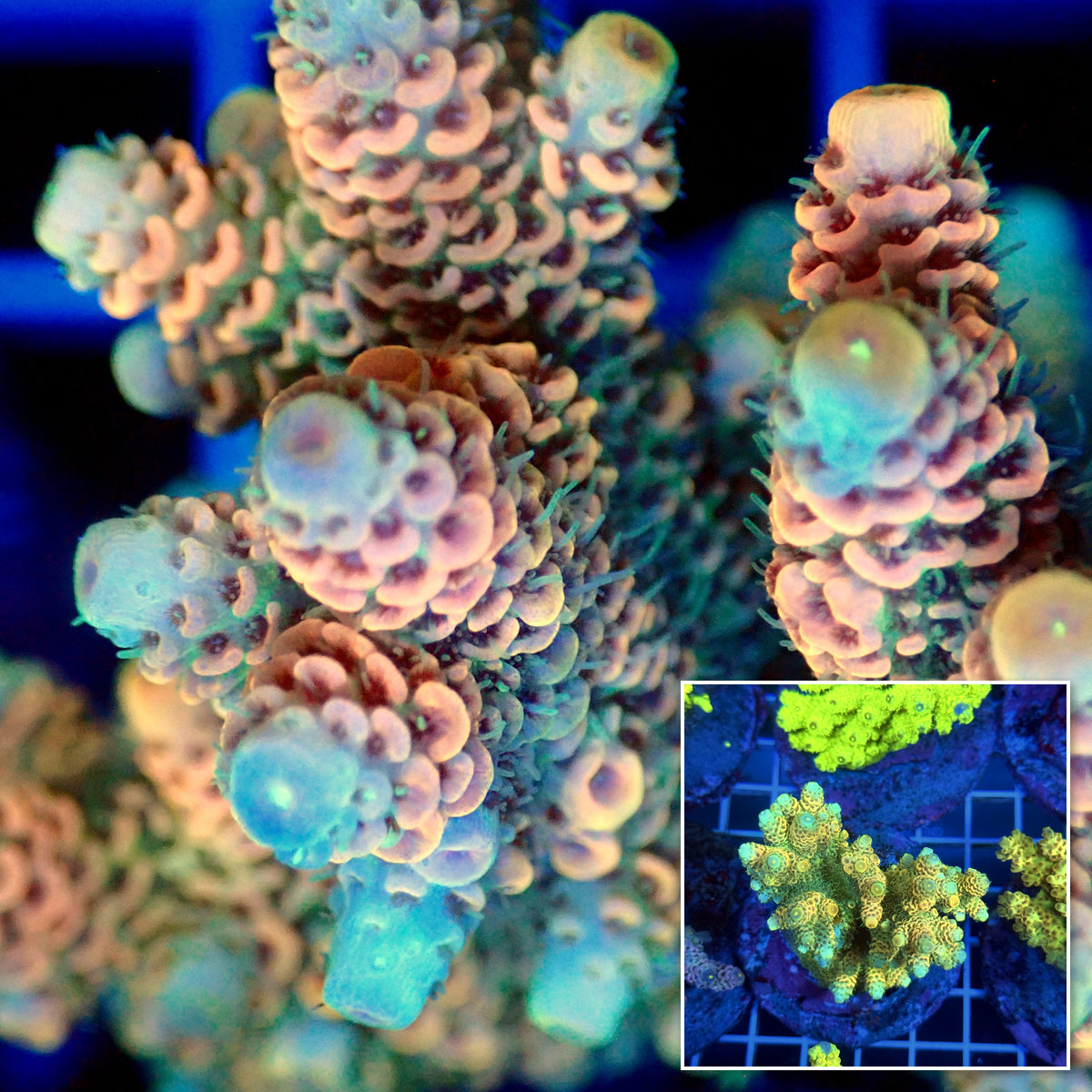Acro Colony T3B6