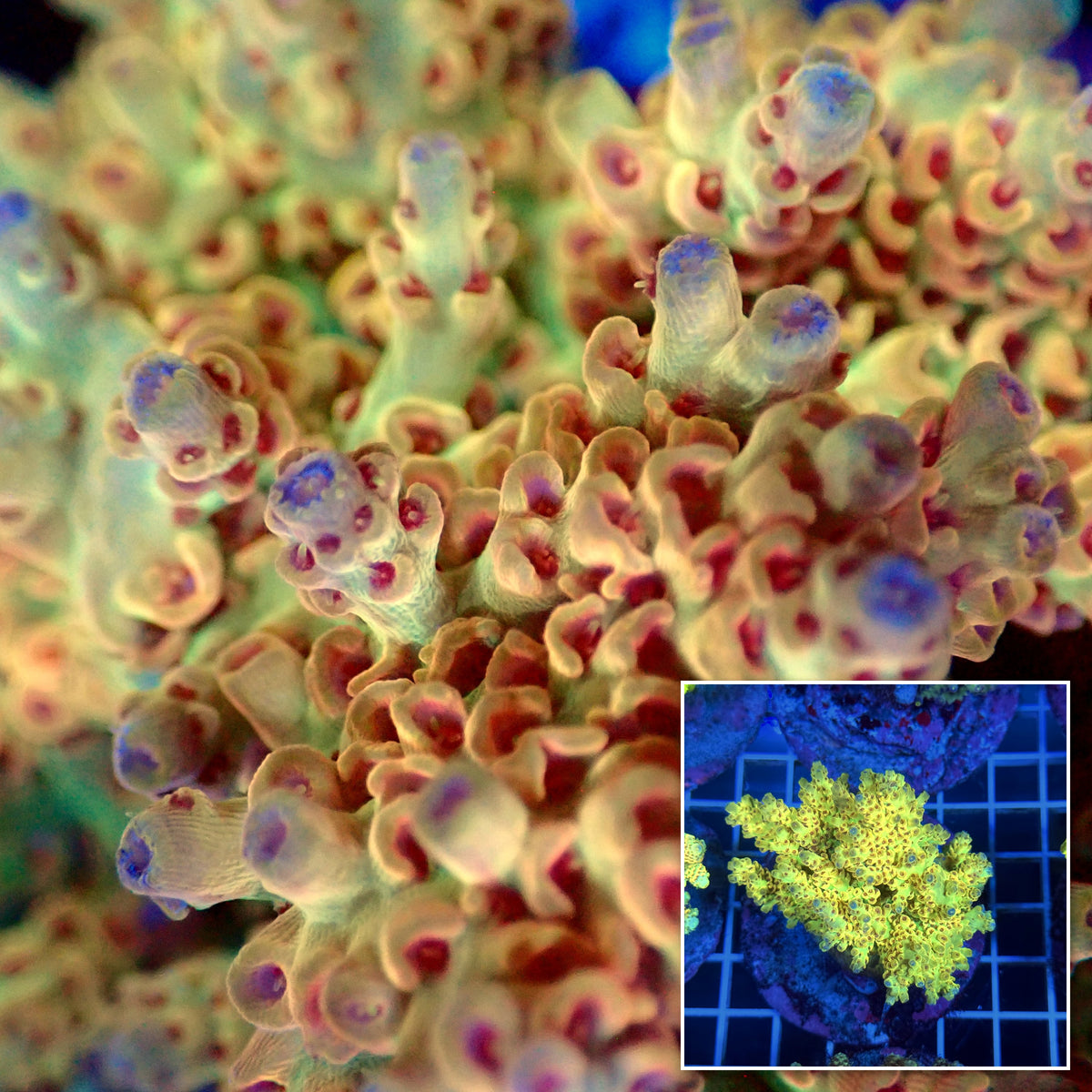 Acro Colony T3B7