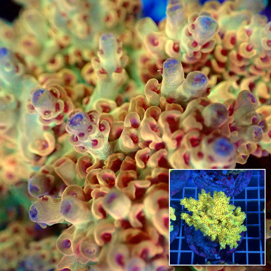Acro Colony T3B7