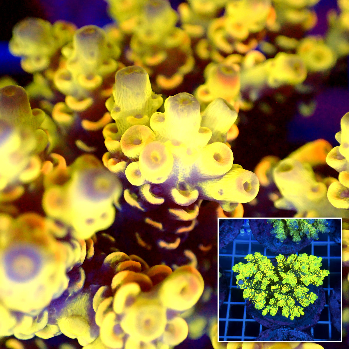 Acro Colony T3B8