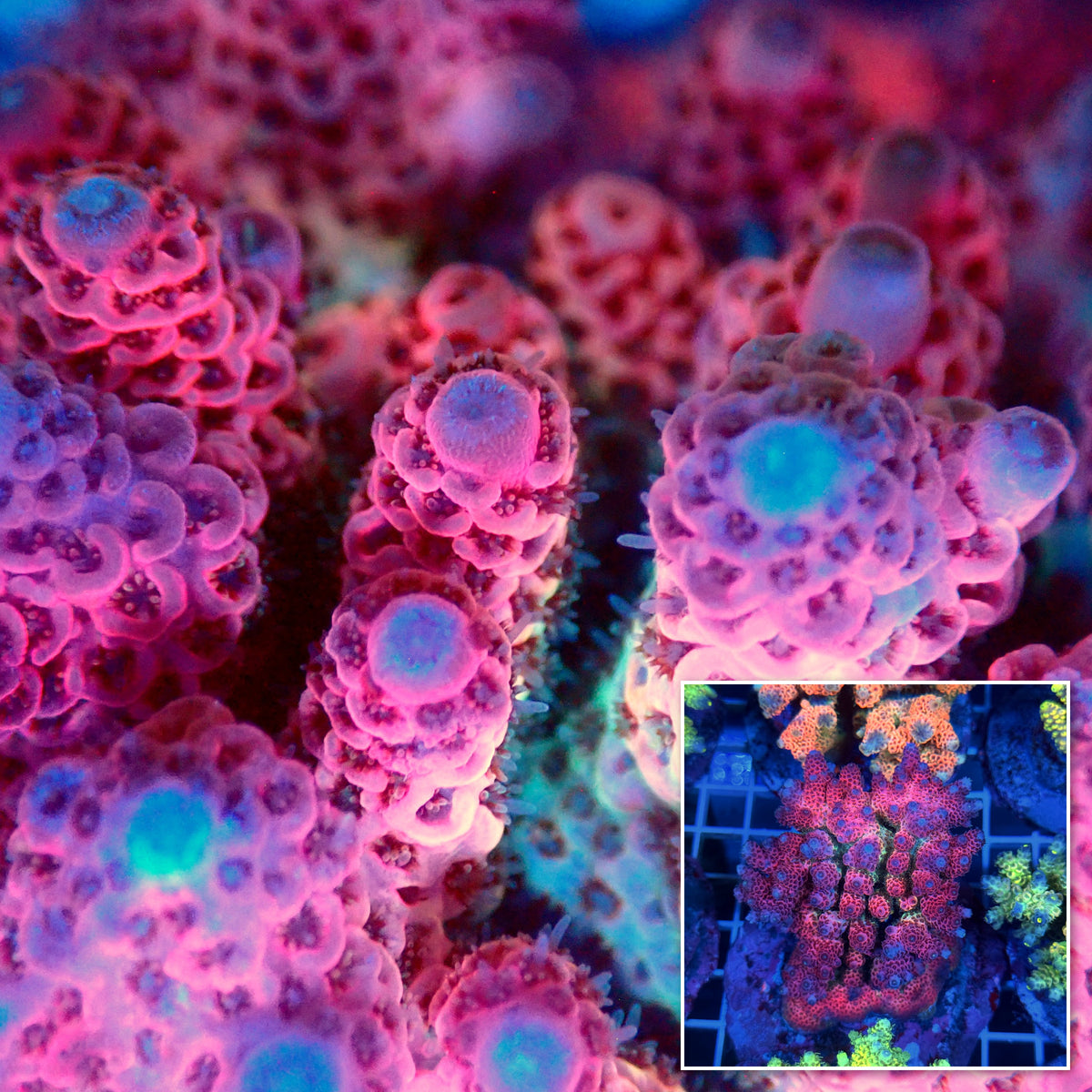 Acro Colony T3B9