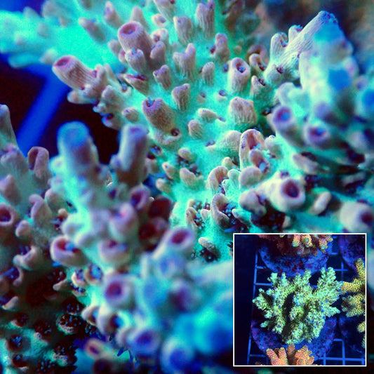 Acro Colony T3C1