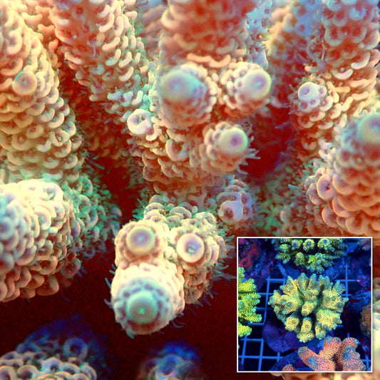 Acro Colony T3C10