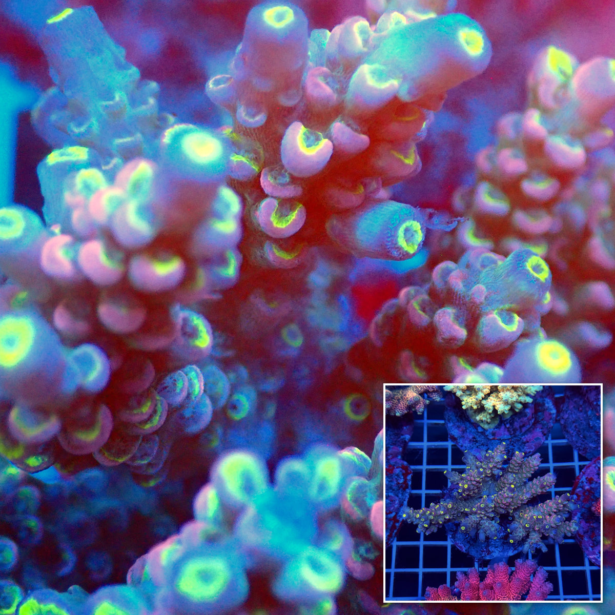 Acro Colony T3C12