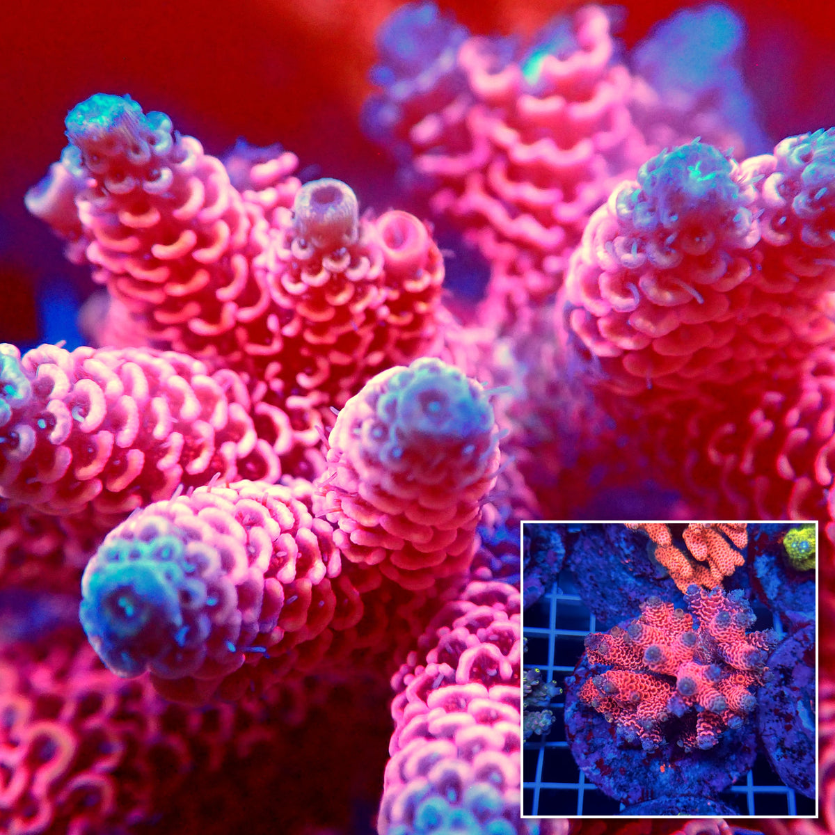 Acro Colony T3C13