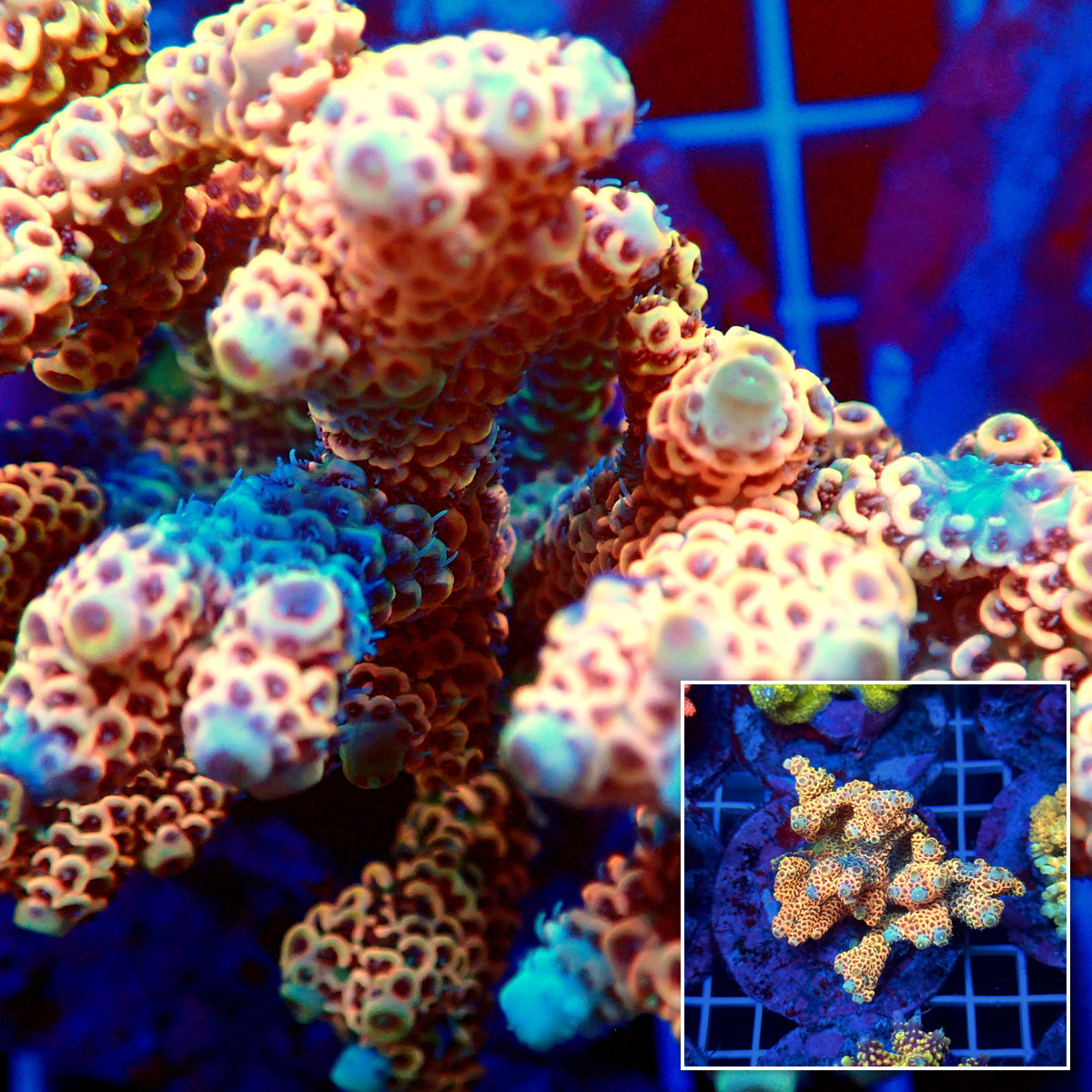 Acro Colony T3C14