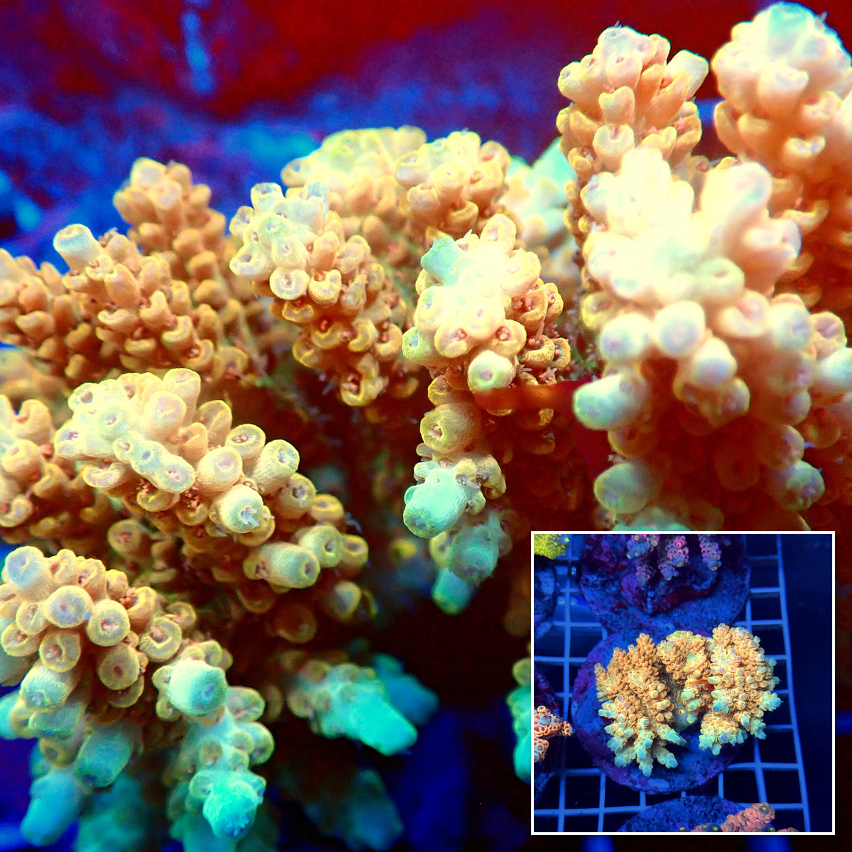 Acro Colony T3C15
