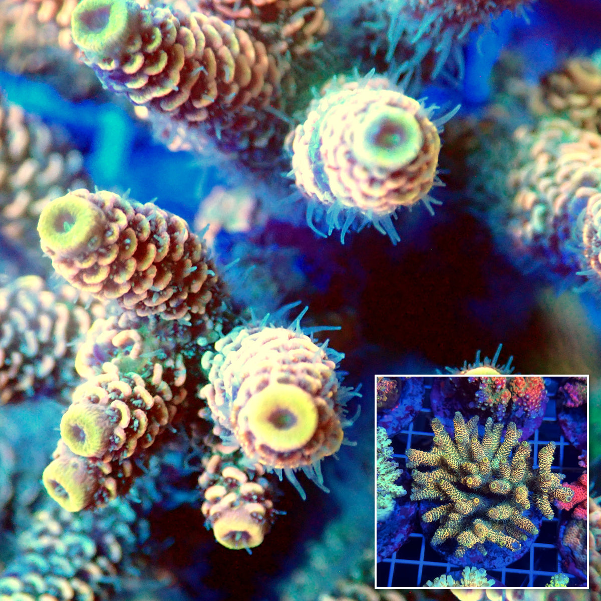 Acro Colony T3C2