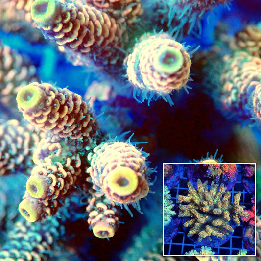 Acro Colony T3C2