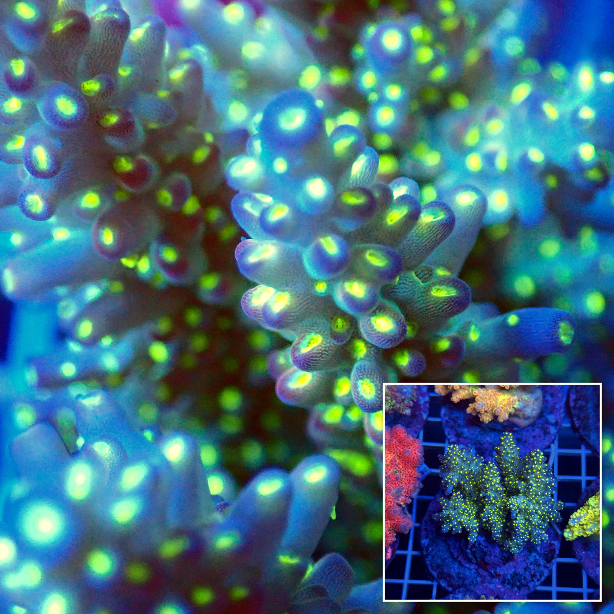Acro Colony T3C4