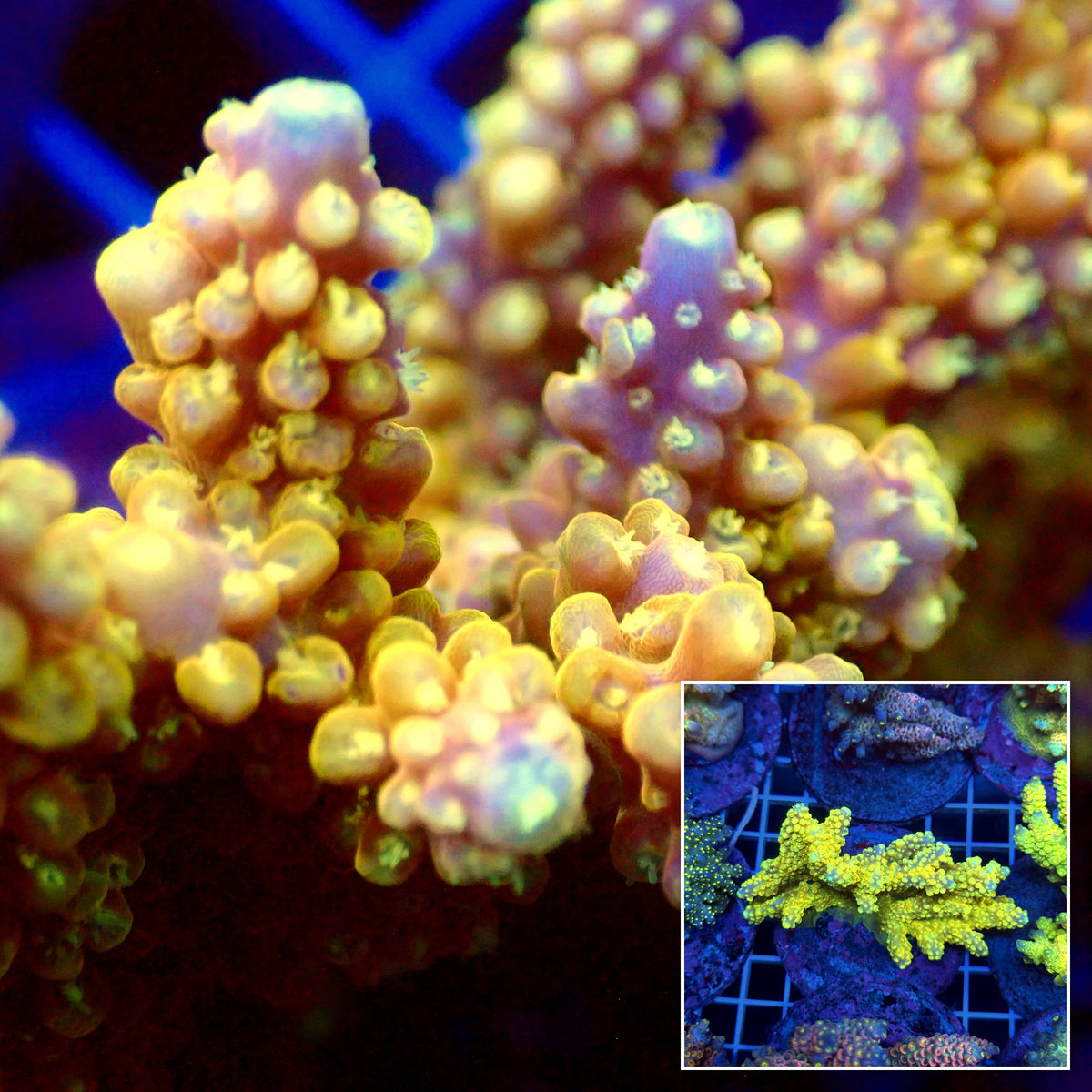Acro Colony T3C5