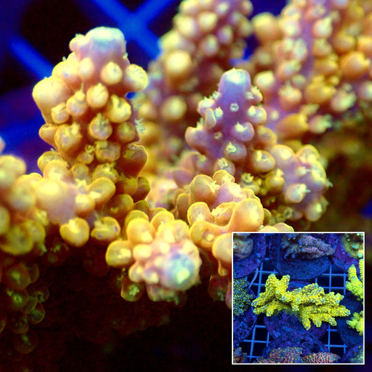 Acro Colony T3C5