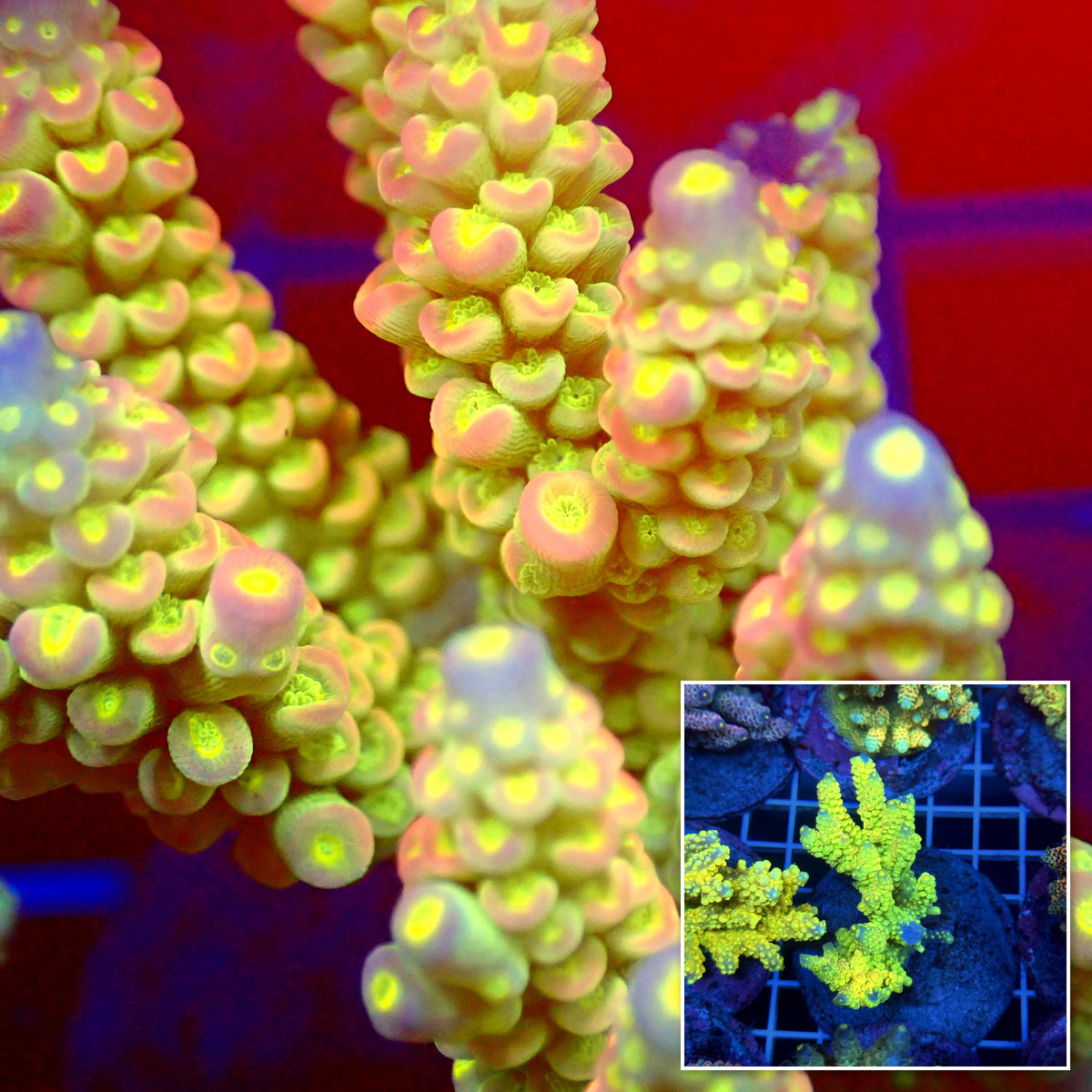 Acro Colony T3C6