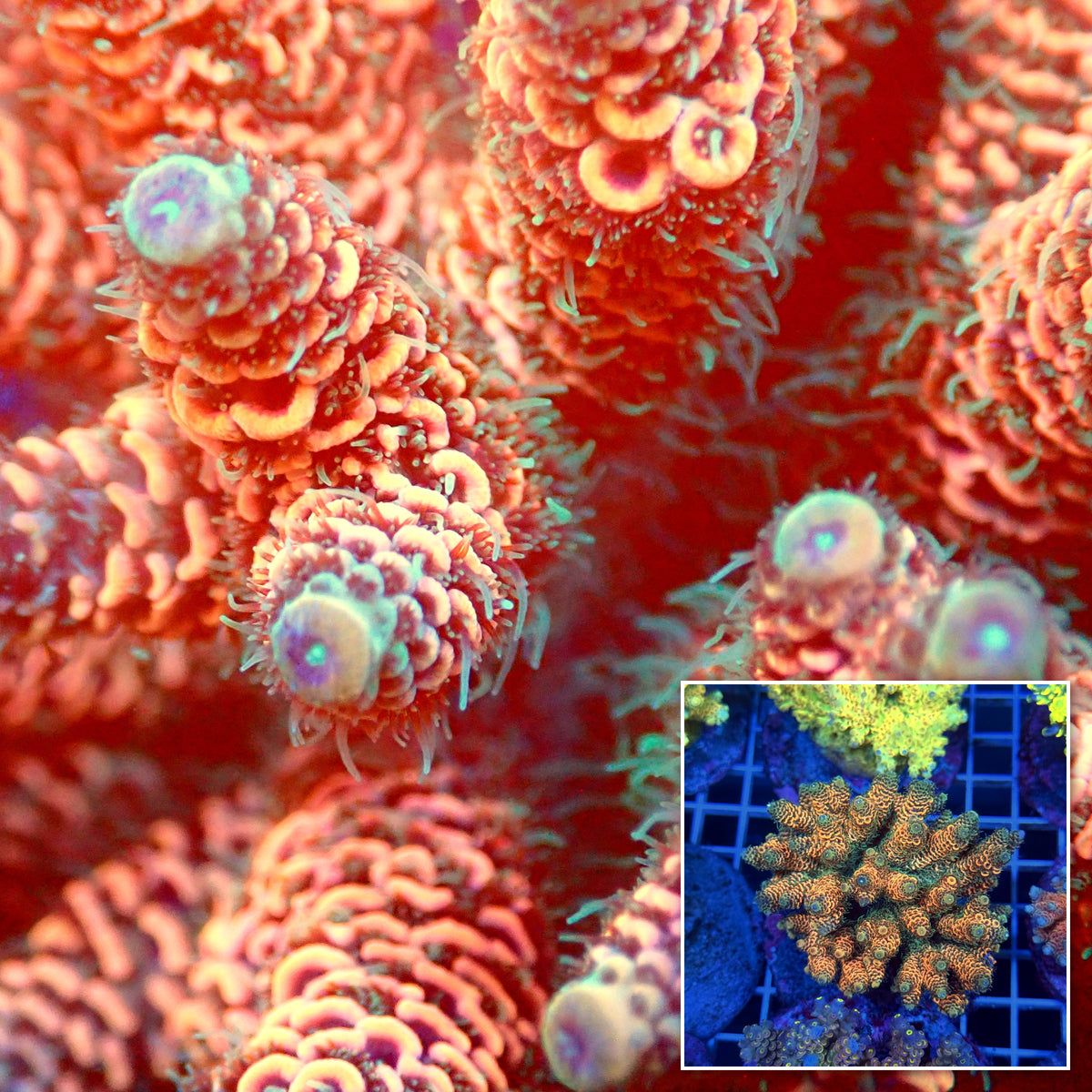 Acro Colony T3C7