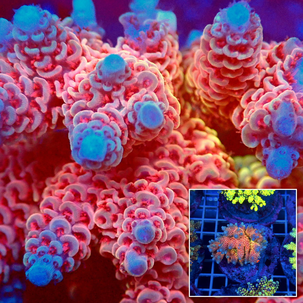 Acro Colony T3C8