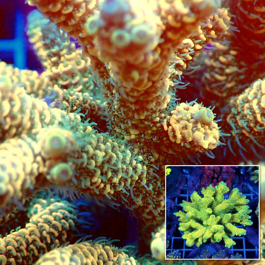 Acro Colony T3C9