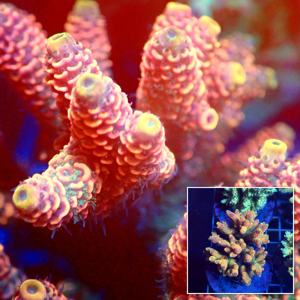 Acro Colony T3D1