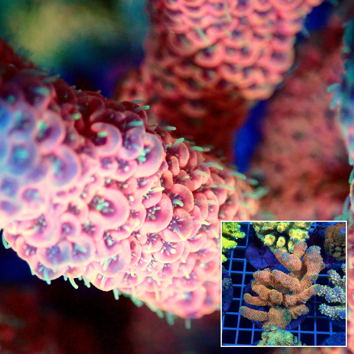 Acro Colony T3D10