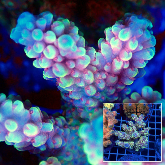 Acro Colony T3D11